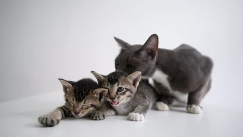 Cat grooming kitten fur