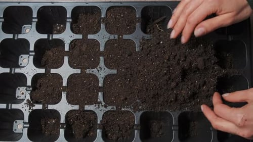 Meticulously Shaping And Arranging Soil Within Tray Compartments For Optimal Seed Sowing Conditions