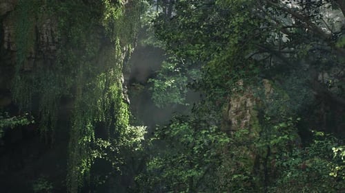 Sunlight Rays Through Lush Green Forest Foliage