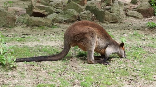 Sumpfwallaby, Wallabia zweifarbig. Bekannt als das schwarze Wallaby