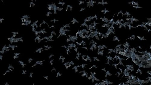 Dark Flock of Crows Flying On Alpha Channel Overlay