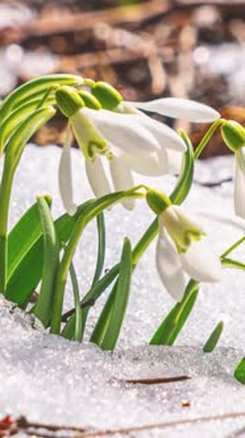 Spring Awakening, Snowdrops Flowers Blooming as Snow Melts