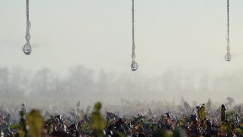 A Sprinkler Sprays Water in Closeup Highly Efficient Irrigation System for Agricultural Fields in