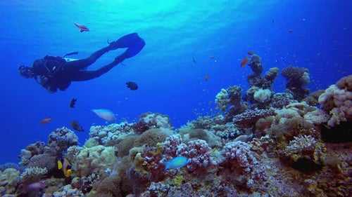 Blue Diver under Sea