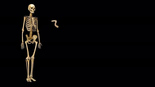 Stehendes menschliches Skelett mit einem getrennten anatomischen Knochen