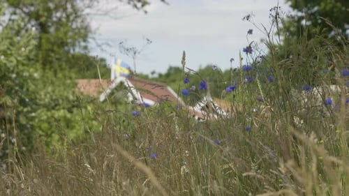 Flower Meadow and Traditional Summer House in Sweden, Summer in Sweden scene