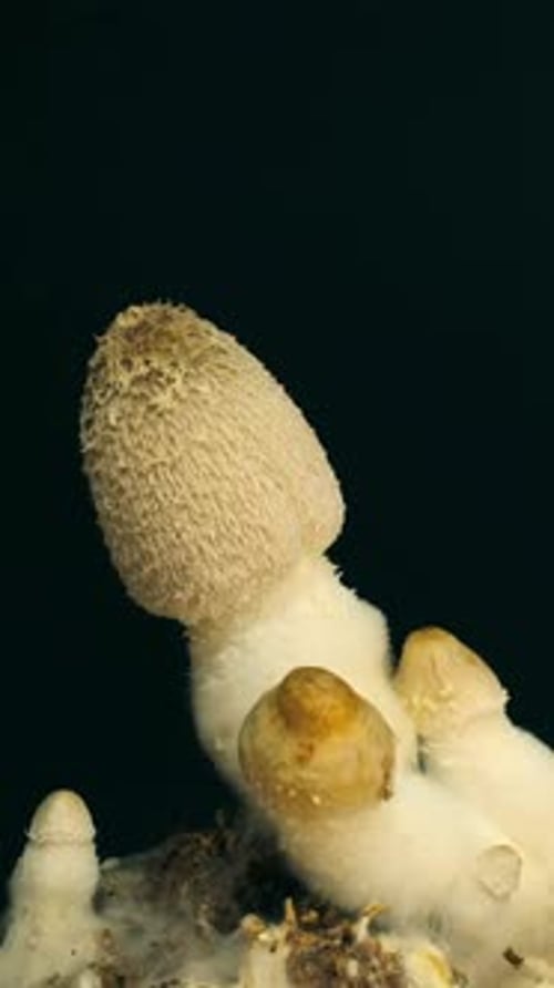 Close Up of White Mushrooms Growing