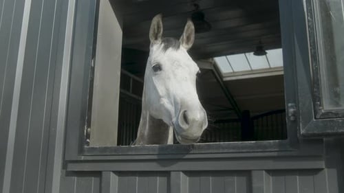 White Horse Looks Out of Stable Window