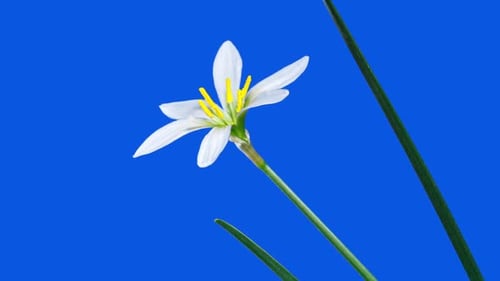 Zephyranthes White Flower in Time Lapse on a Blue Background. Fairy Lily, Zephyr Lily or Rainflower