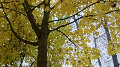 Golden autumn leaves bloom beautifully on maple tree branches in park