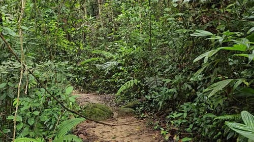 A mysterious path in the middle of tropical jungle. Hiking trail through lush foliage rainforest
