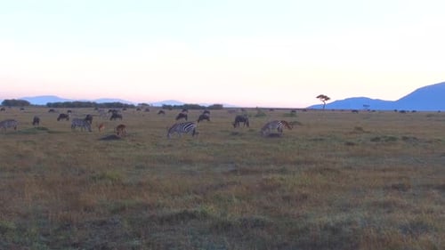 Травоядные животные, мирно пасущиеся вместе в саванне Масаи Мара, Кения