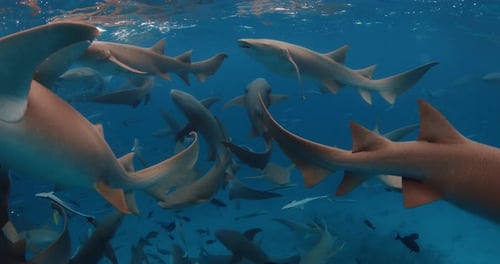 A Lot Nurse Sharks in Tropical Blue Sea School of Fish and Sharks in Blue Ocean Maldives