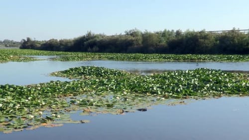Pond of still or slow water, with water lilies in the middle and birds that swim in the waters, surr