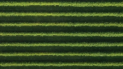 Top aerial view of green bushes of currants on the field in a rows