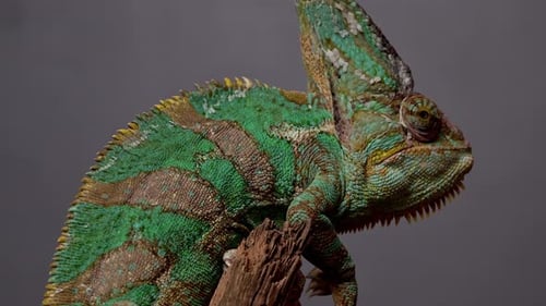 Caméléon voilé Chamaeleo Calyptratus est assis sur une branche et regarde dans différentes directions de près un