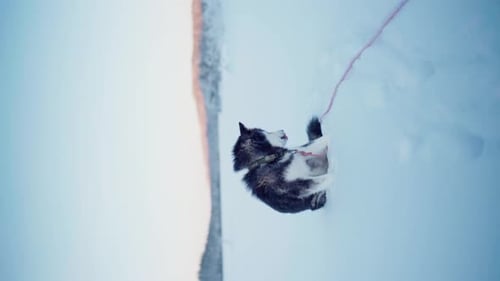 Vertical View Of Alaskan Malamute Lying Down Frozen Landscape In Remote Nature. Static Shot