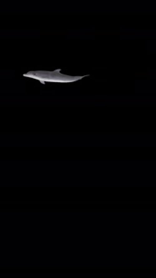 Am oberen Bildschirmrand wirbelnder Delfin, Alphakanal, Endlosschleife, vertikale transparente Animation