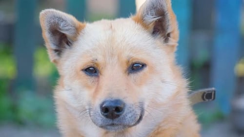 Close Up of a Curious Light Brown Dog