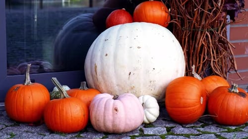 Festive Pumpkins and Gourds for Fall