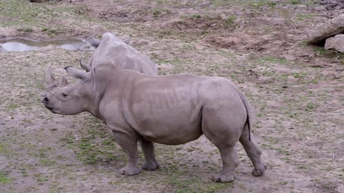 Rhinocéros blanc du Sud (Ceratotherium simum simum). Espèces animales en danger critique d'extinction.