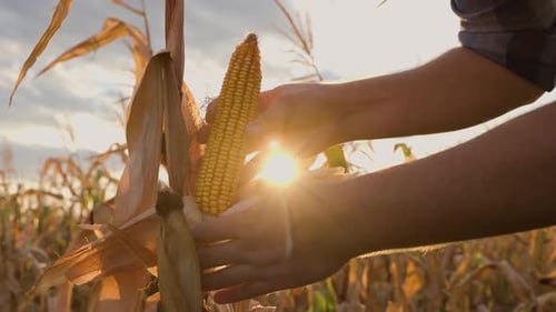 Mais in den Händen des Landwirts