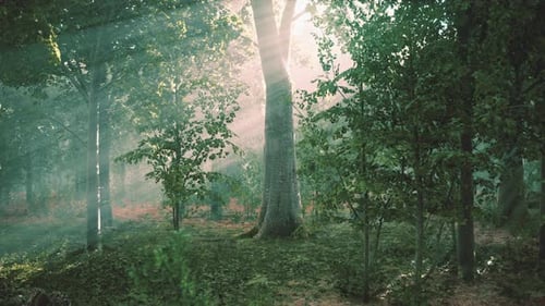 Forest Trees Nature Green Wood Sunlight View