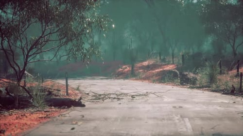 Clean Rural Road with Trees