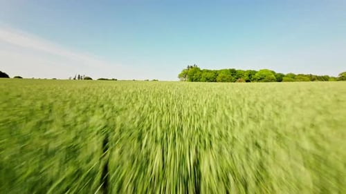 Drone's High-Speed Flight Over Farm Crops
