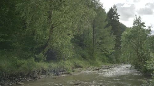 An den Ufern des Gebirgsflusses wiegen sich Laubbäume und Tannen im starken Wind.Die Sonnenstrahlen