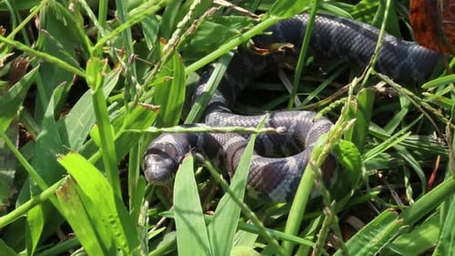 static up close view of a small snake in grass coilling up when he sees an attacker