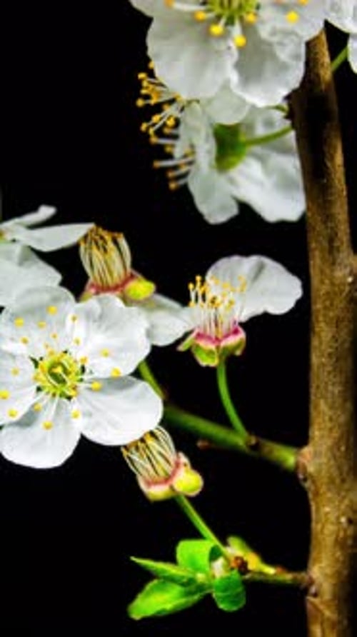 Blooming Cherry Blossom Flowers Against Black Background