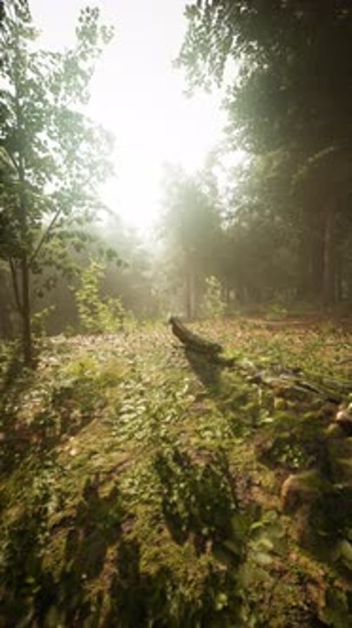 Bright Sunlight Filters Through Lush Trees in a Serene Forest Landscape