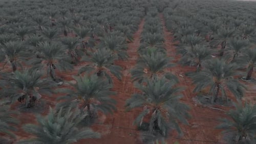 aerial shot of a fields of date trees at jordan valley, sunrise early morning drone shot (colored)
