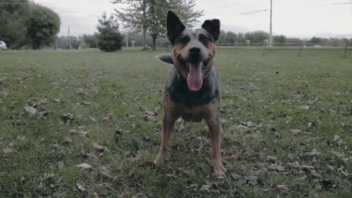 Happy Dog Standing in Grassy Rural Field