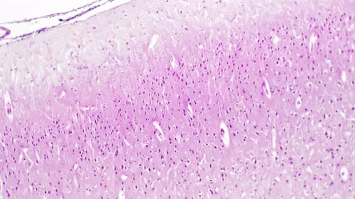 Motor Cortex Section of Human Being Magnified Under Microscope 100 on Bright Field