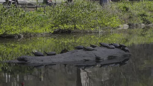 Schildkrötensammeln am Teich