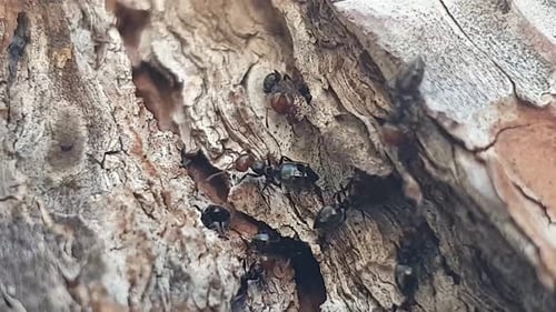 Rote Ameisen bewegen sich auf Baumrinde. Arbeitende schwarze Ameisen mit rotem Kopf auf einer Baumrinde. Nahaufnahme der Ameisenkolonie