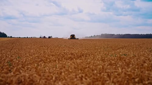 Combine Harvester Working in Golden Wheat Field