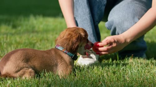 Cute Dog Receives Affection Outdoors on a Sunny Day