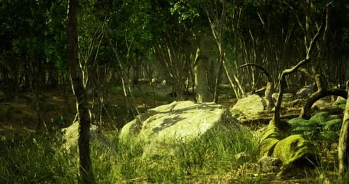 Serene Forest Landscape with Mossy Rocks and Lush Greenery During Daylight