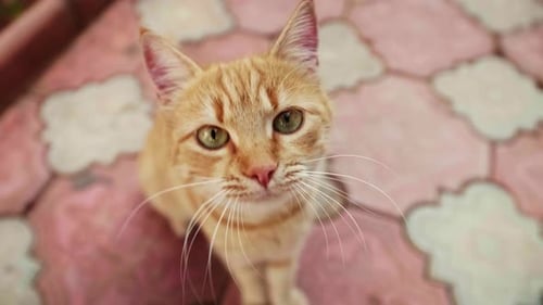 Ginger Tabby Cat Close Up Looking Up