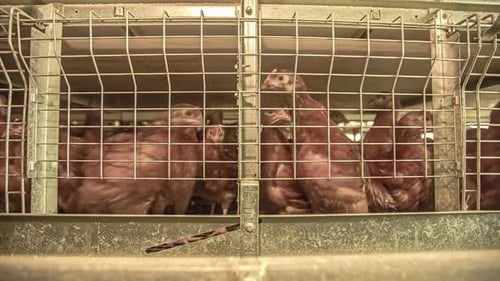Poulets dans des enclos dans un élevage de volailles - Laps de temps
