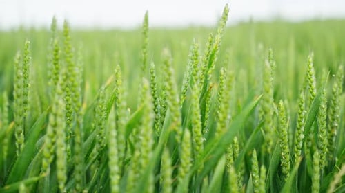 Close-Up of Fresh Wheat Stalks Under Summer Sun