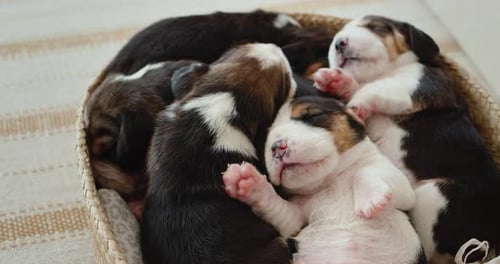 Basket Full of Sleeping Beagle Puppies