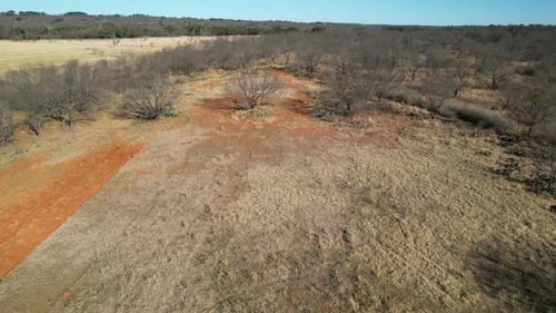 Aerial video long approach of several turkey running through trees.