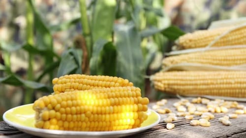 Boiled corn in nature. Close-up.