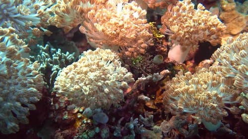 Xenia coral feeding in a strong ocean current.