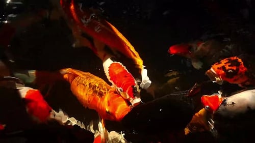 Overhead view of koi carps swimming in pond