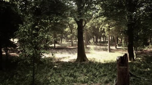 A Lush and Vibrant Forest with a Diverse Array of Trees and Foliage